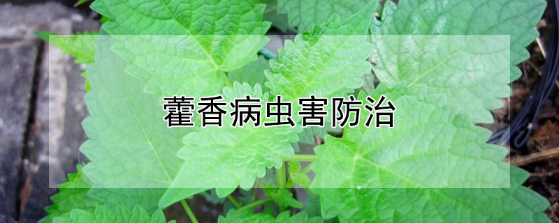 藿香病虫害防治 藿香病虫害防治方法
