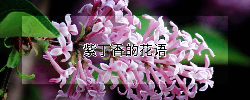 紫丁香的花语（紫丁香的花语和寓意）