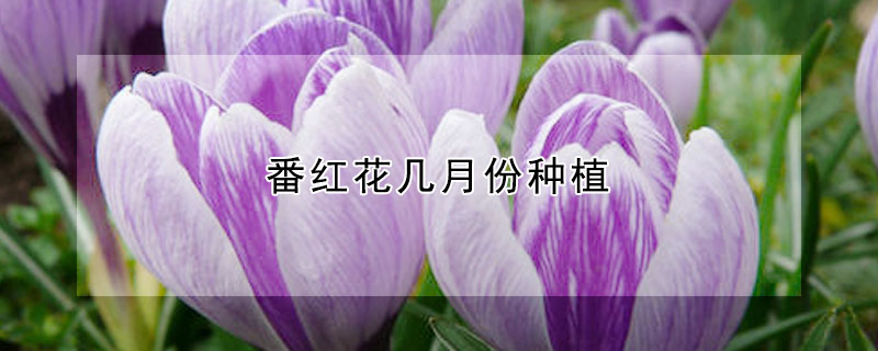 番红花几月份种植（番红花的花期是什么时候）