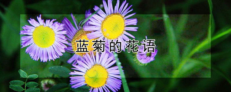 蓝菊的花语 蓝菊的花语和寓意