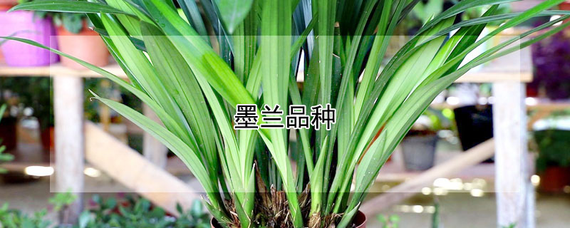 墨兰品种（墨兰品种大全图解）