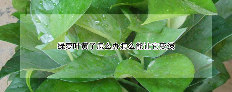 绿萝叶黄了怎么办怎么能让它变绿 绿萝叶子发黄怎么办最简单的方法
