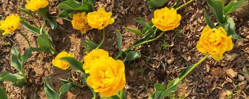 黄色郁金香花语 黄色郁金香花语是什么意思 寓意
