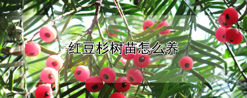 红豆杉树苗怎么养（红豆杉树苗怎么种成活率高）