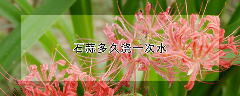 石蒜多久浇一次水 石蒜多久浇一次水好