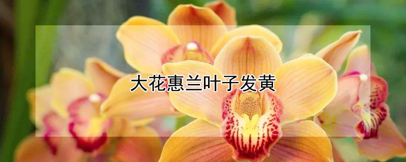 大花惠兰叶子发黄 大花惠兰叶子发黄花苞发黑怎么处理