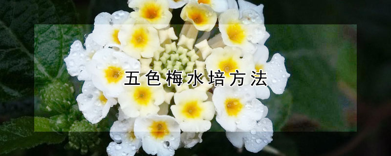 五色梅水培方法 五色梅水培出根