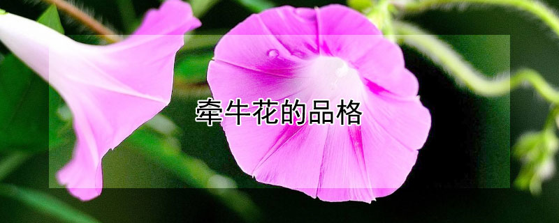 牵牛花的品格 牵牛花的品格和精神