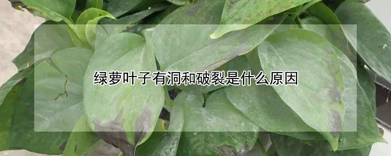 绿萝叶子有洞和破裂是什么原因（绿萝叶子有窟窿是什么原因）