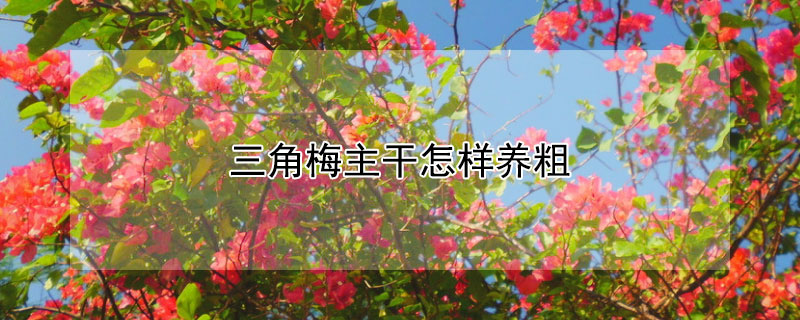 三角梅主干怎样养粗（三角梅怎样才能把枝干养粗）