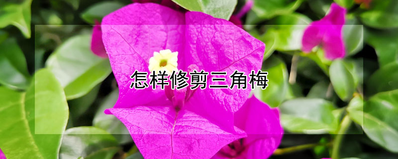 怎样修剪三角梅 怎样修剪三角梅的长枝条