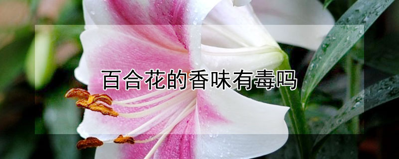 百合花的香味有毒吗 百合花的香味有毒吗适合摆在室内吗
