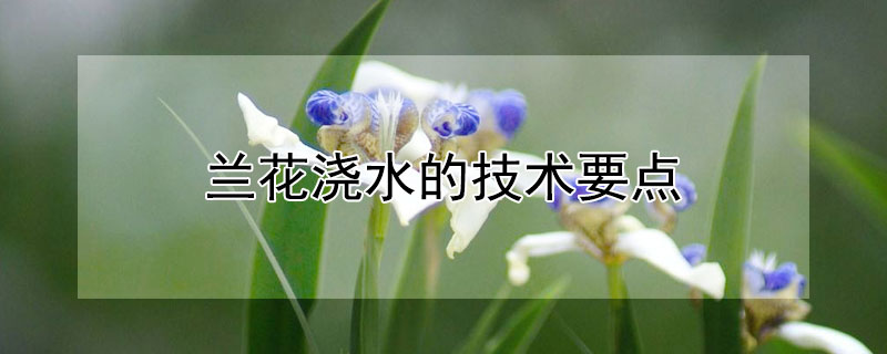兰花浇水的技术要点 兰花浇水的技术要点和方法