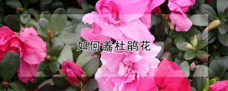 如何养杜鹃花（如何养杜鹃花新栽的杜鹃花如何养）