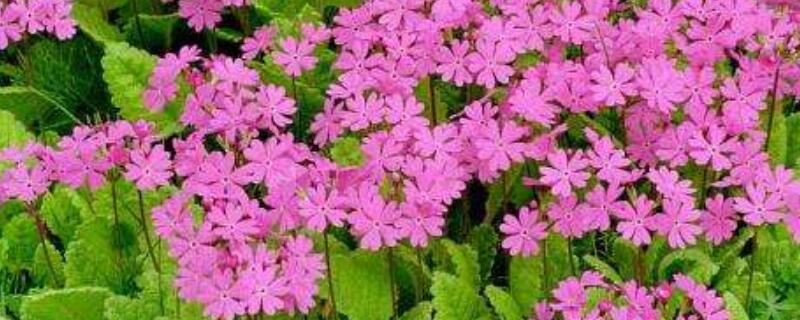 樱花草花语 樱花草话语