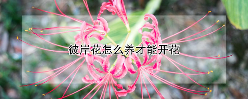 彼岸花怎么养才能开花（彼岸花十大禁忌）