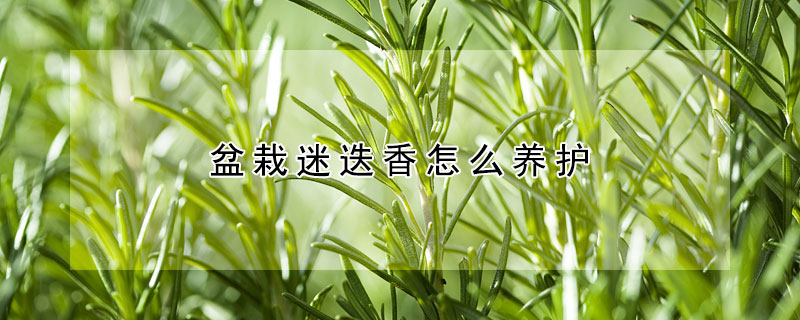 盆栽迷迭香怎么养护 盆栽迷迭香怎么养护和浇水