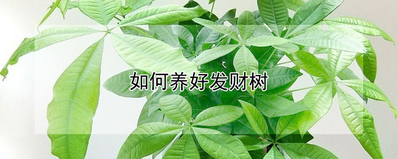 如何养好发财树（如何养好发财树?只需做好4方面,发财树就能蹭蹭的长）