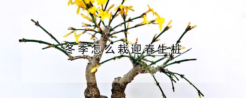 冬季怎么栽迎春生桩（冬季怎么栽迎春生桩子）