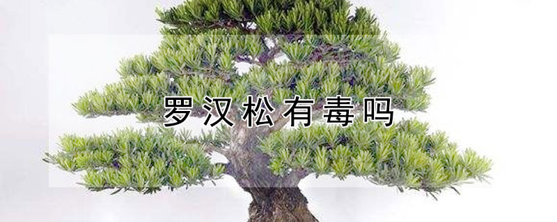 罗汉松有毒吗 罗汉松有毒吗怎么养