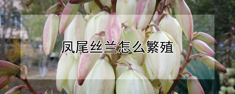 凤尾丝兰怎么繁殖（凤尾丝兰繁殖方法视频）