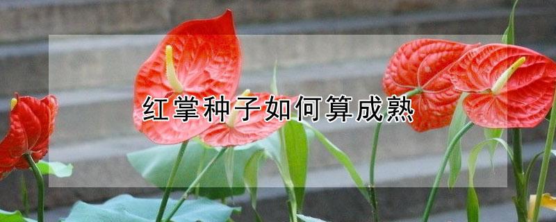 红掌种子如何算成熟 红掌的种子怎么播种发芽