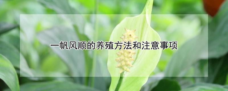一帆风顺的养殖方法和注意事项 一帆风顺的养殖方法和注意事项 盆栽