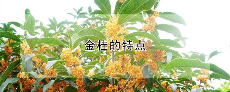 金桂的特点 金桂的特点有哪些