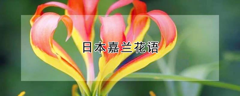 日本嘉兰花语（嘉兰是什么花）