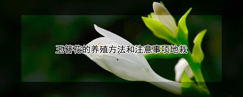 玉簪花的养殖方法和注意事项地栽（玉簪花的作用和功效是什么）