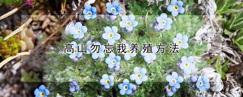 高山勿忘我养殖方法 高山勿忘我百度百科