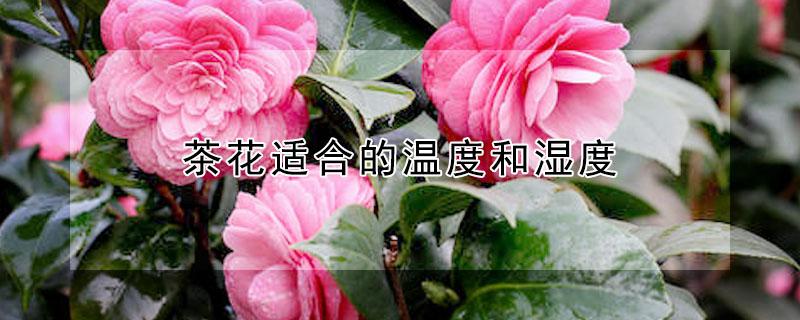 茶花适合的温度和湿度 茶花适宜的温度湿度