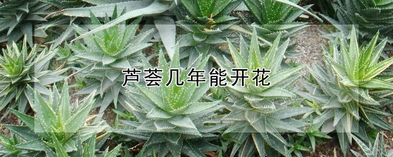 芦荟几年能开花 芦荟几年开花图片