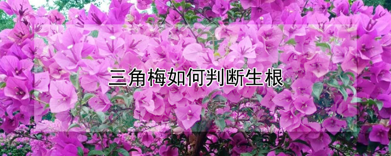 三角梅如何判断生根（三角梅怎么看出来活没活）