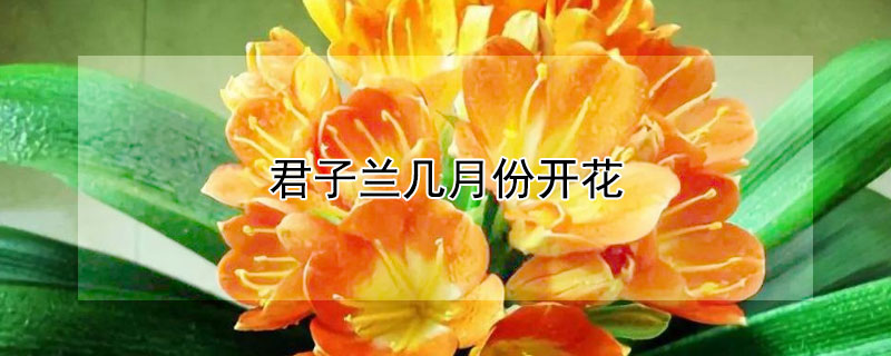 君子兰几月份开花（君子兰怎么养才能开花）