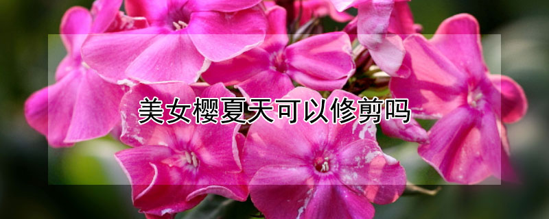 美女樱夏天可以修剪吗（美女樱夏天能重剪吗）