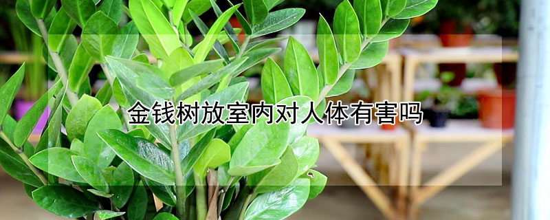 金钱树放室内对人体有害吗（金钱树放室内对人体有害吗有毒吗）