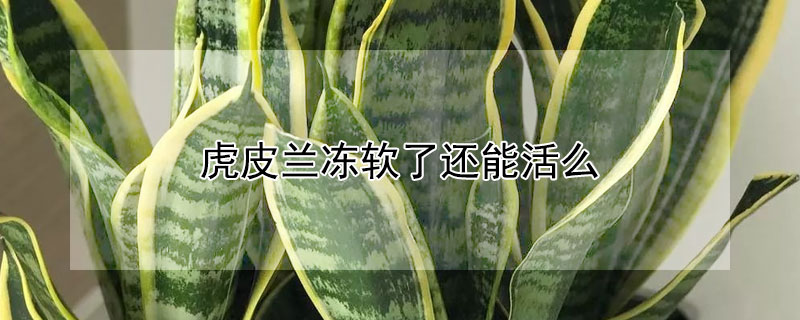 虎皮兰冻软了还能活么 虎皮兰冻软了还能活么吗