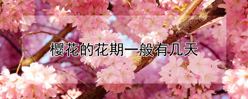 樱花的花期一般有几天 樱花的花期一般有几天五天六天七天
