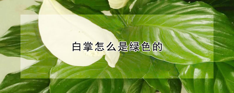 白掌怎么是绿色的（白掌为什么发绿）