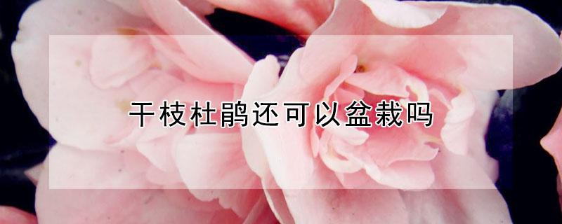 干枝杜鹃还可以盆栽吗 干枝杜鹃能种活吗