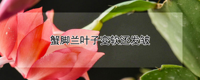 蟹脚兰叶子变软还发皱（蟹脚兰叶子变软还发皱长细根怎么回事）