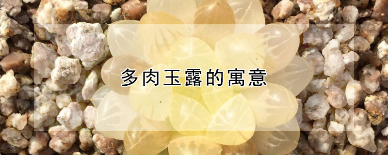 多肉玉露的寓意（多肉玉露的寓意和象征）