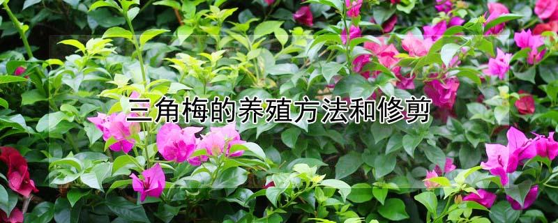 三角梅的养殖方法和修剪（三角梅的养殖方法和修剪方法）