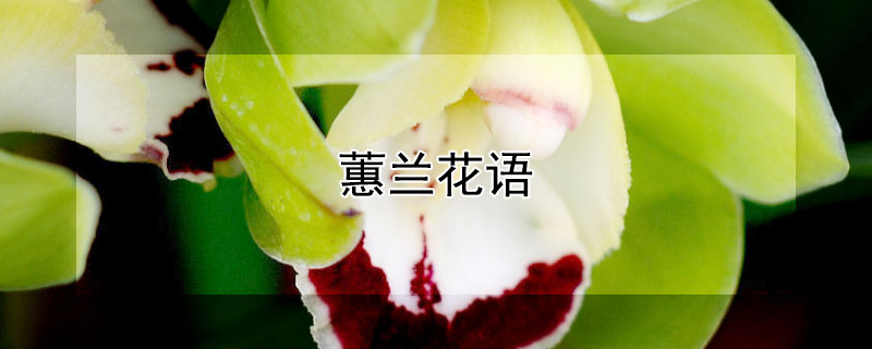 蕙兰花语 蕙兰花语和象征