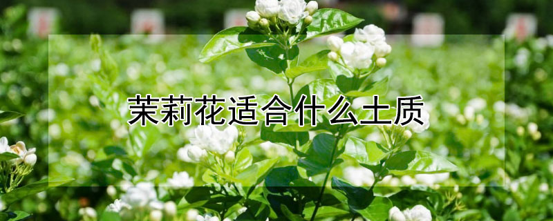 茉莉花适合什么土质（茉莉花适合什么土质生长）
