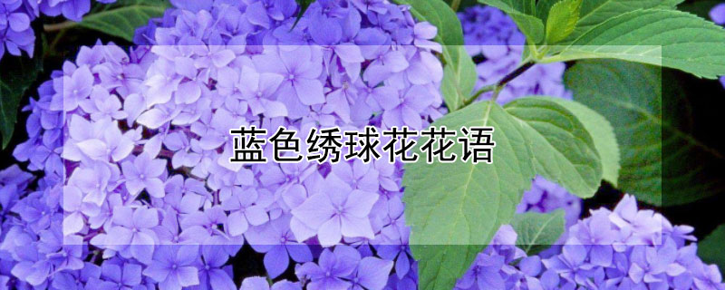 蓝色绣球花花语（蓝色绣球花花语和寓意是什么）