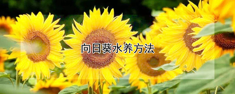 向日葵水养方法 向日葵水养方法大全