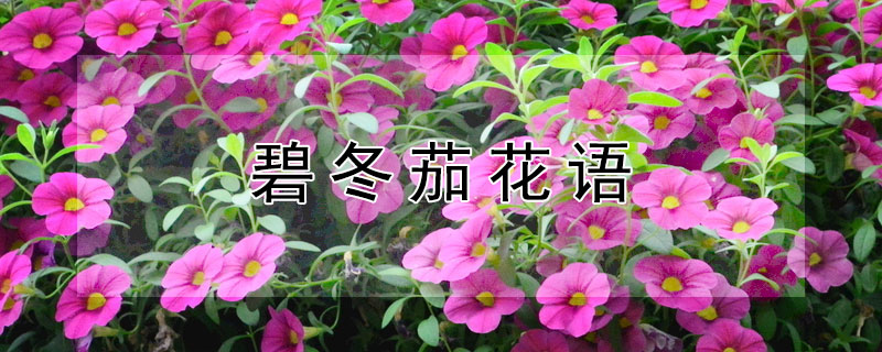 碧冬茄花语（碧冬茄 花语）