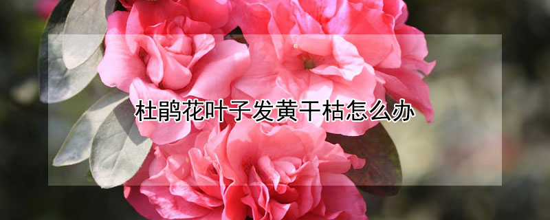 杜鹃花叶子发黄干枯怎么办 杜鹃花叶子变黄干枯怎么办